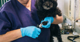 Ammex® Blue Nitrile Powder Free Exam Gloves